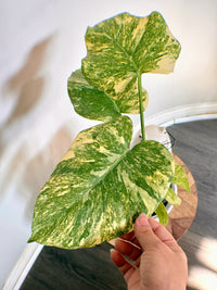 Monstera Legacy