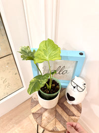 Philodendron Selloum Variegated