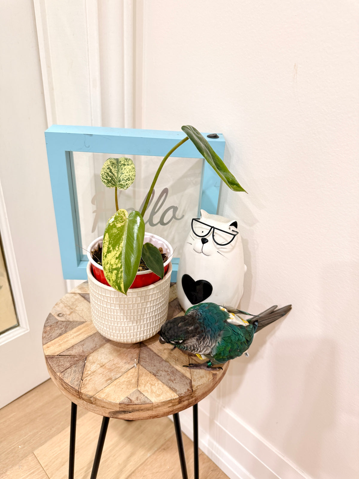 Philodendron Ilsemanii