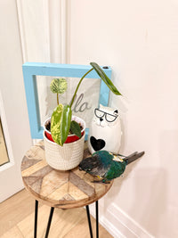 Philodendron Ilsemanii