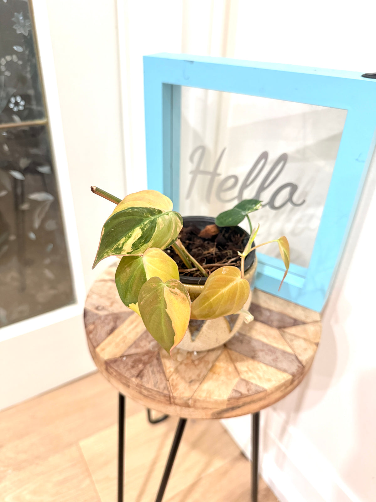 Philodendron Micans Variegated