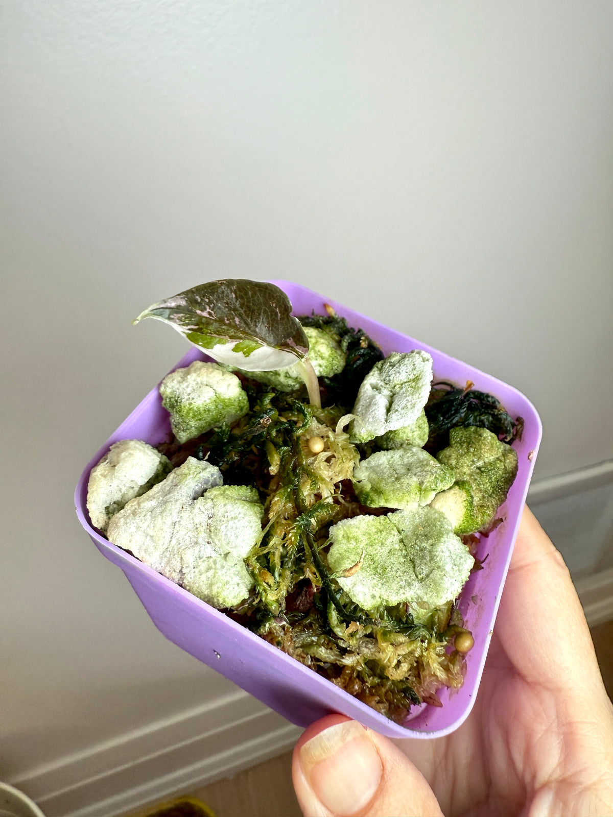 Alocasia Chantrieri Pink