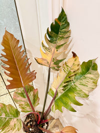 Philodendron Caramel Marble