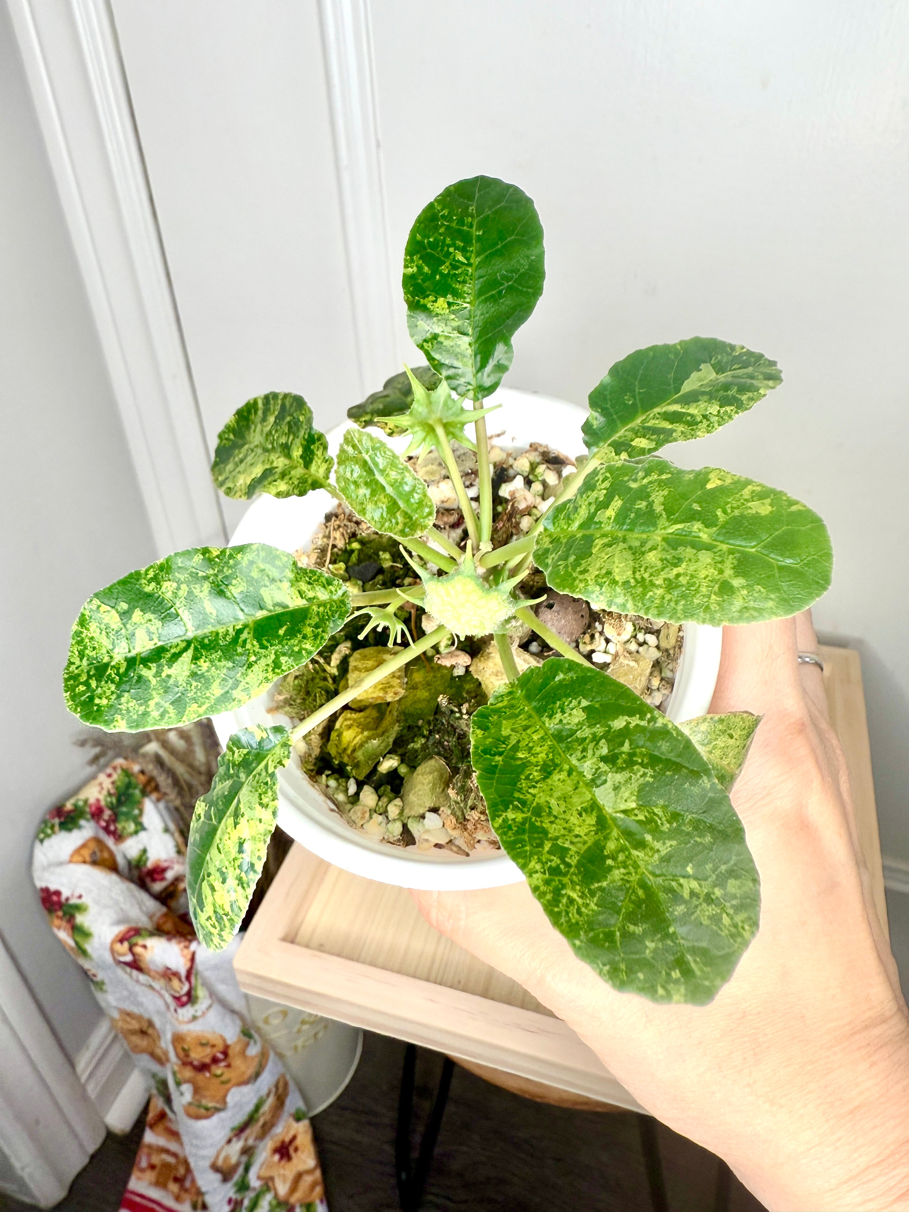 アイキャン 様専用Dorstenia foetida variegated 【公式通販】