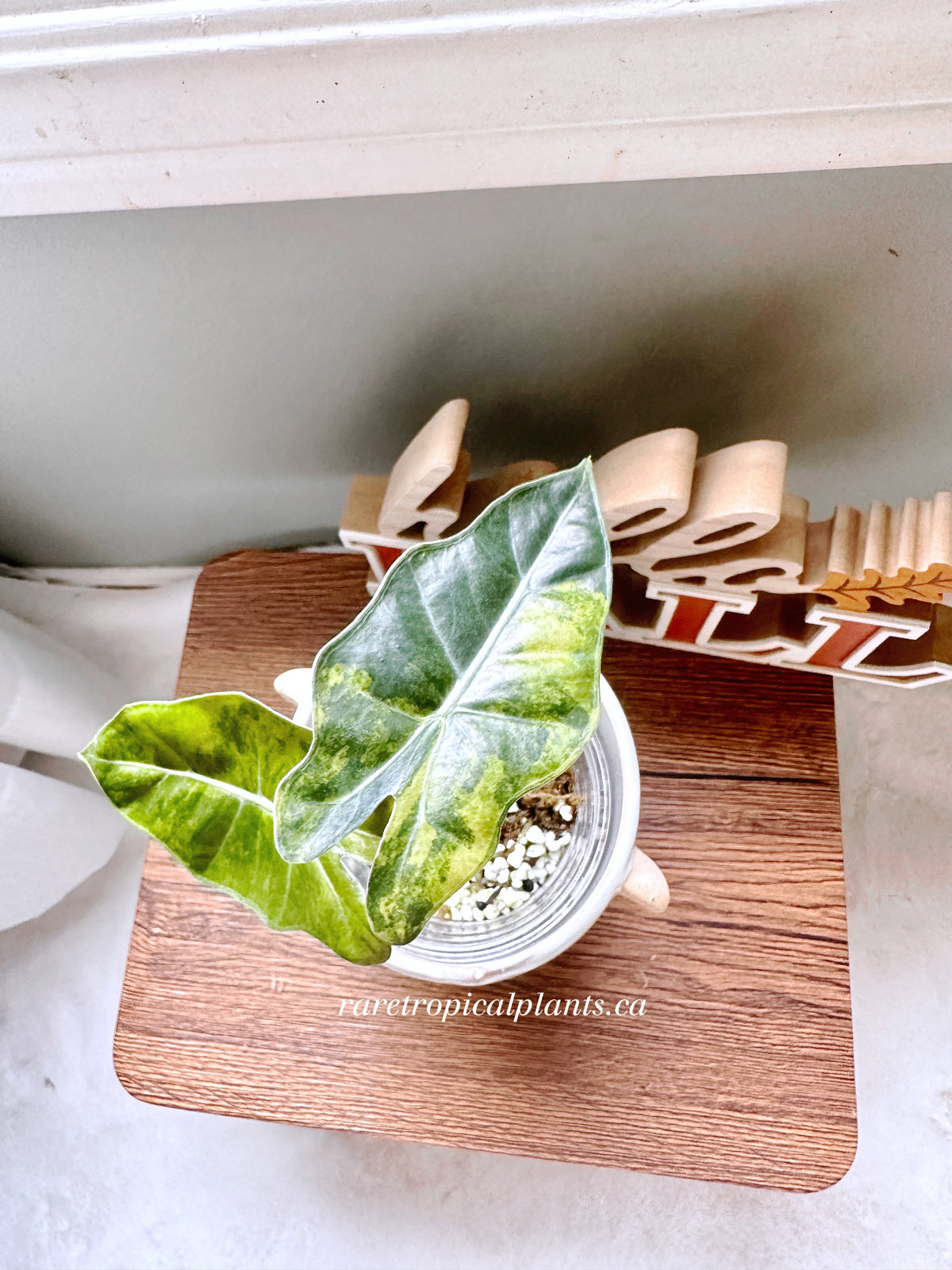 Alocasia Pseudo Aurea