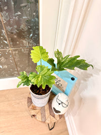 Philodendron Selloum Variegated