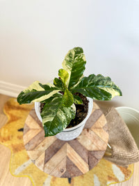 Coffee Tree Variegated