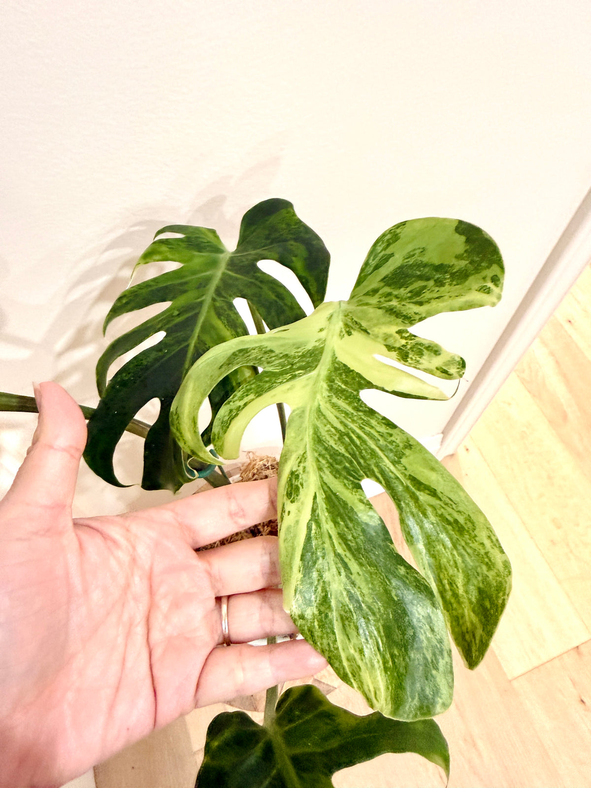 Monstera Ocean Mint Green Coral