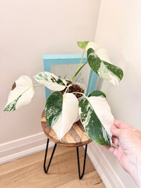 Monstera Albo