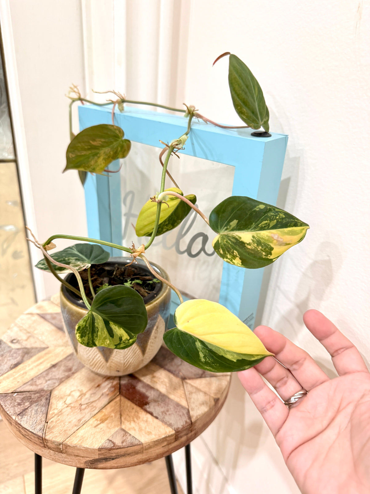Philodendron Micans Variegated