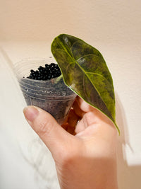 Alocasia Azlanii Aurea