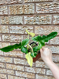 Philodendron Golden Dragon Mint