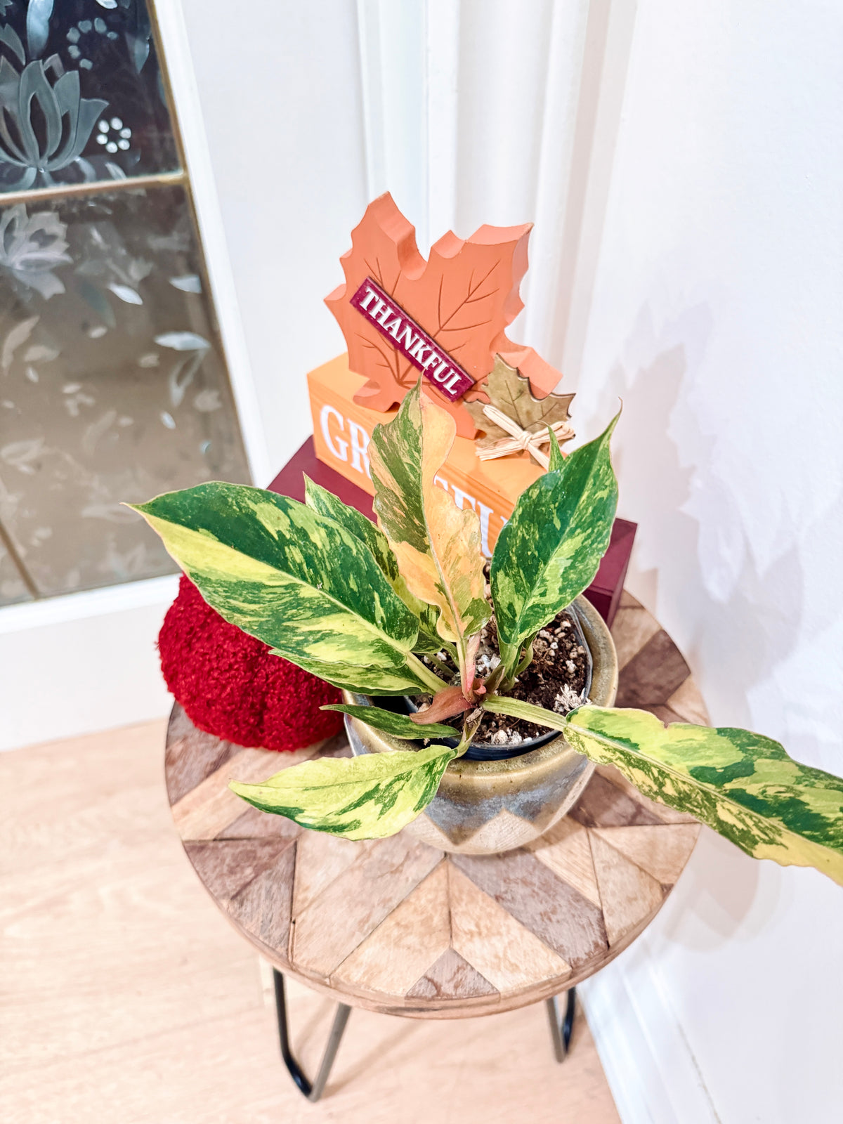 Philodendron Caramel Fire Tiger