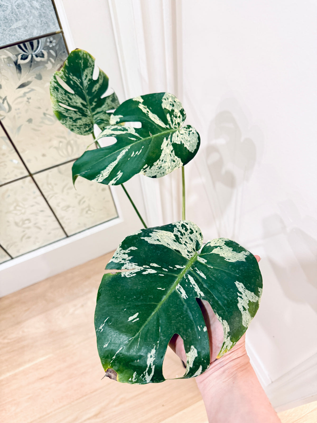 Monstera Bulbasaur