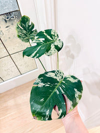 Monstera Bulbasaur
