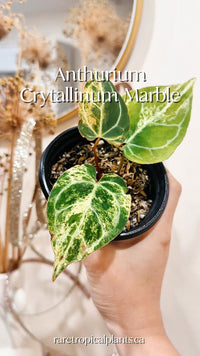 Anthurium Crystallinum Marble