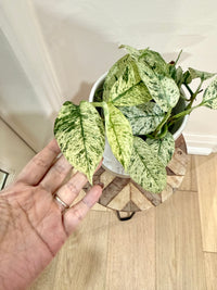 Rhaphidophora Gorilan variegated