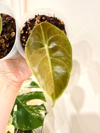 Alocasia Sedenii Aurea