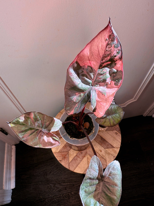 Alocasia Serendipity Variegated