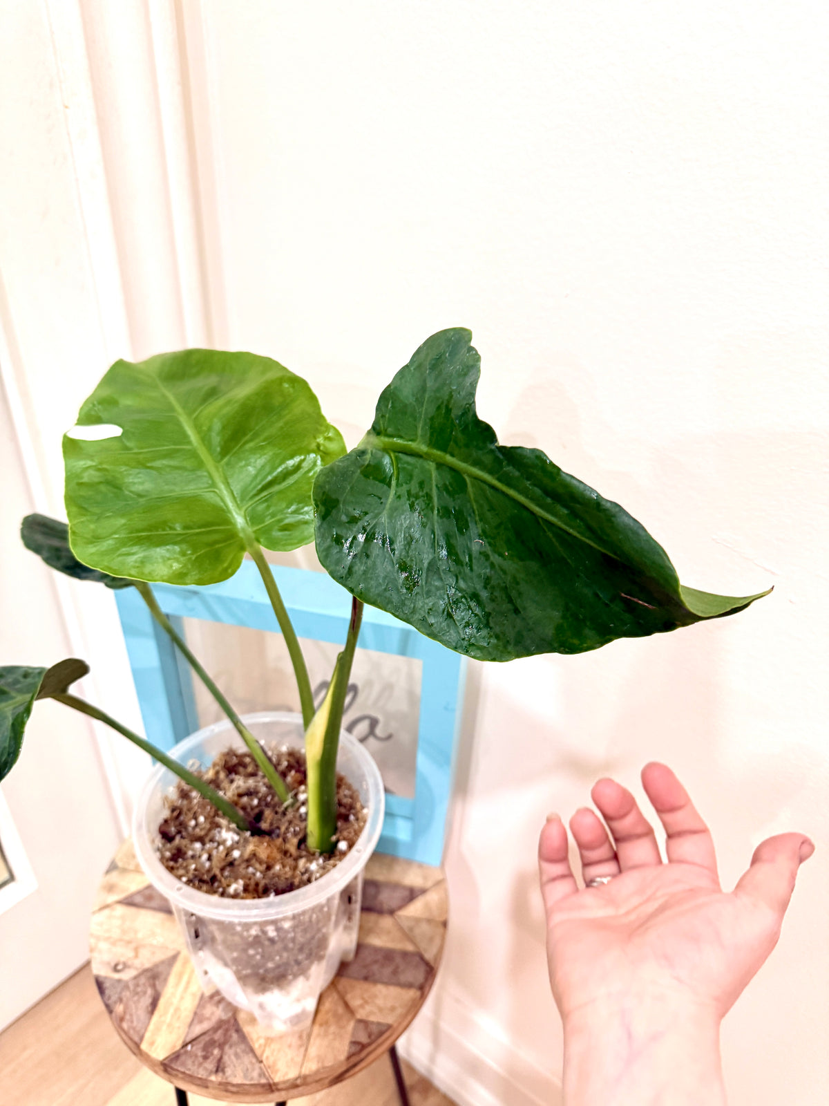 Monstera Zoombie