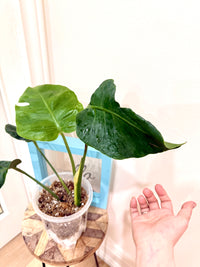 Monstera Zoombie