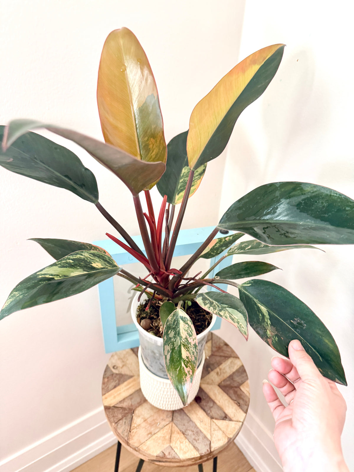 Philodendron Red Congo Variegated