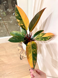 Philodendron Red Congo Variegated