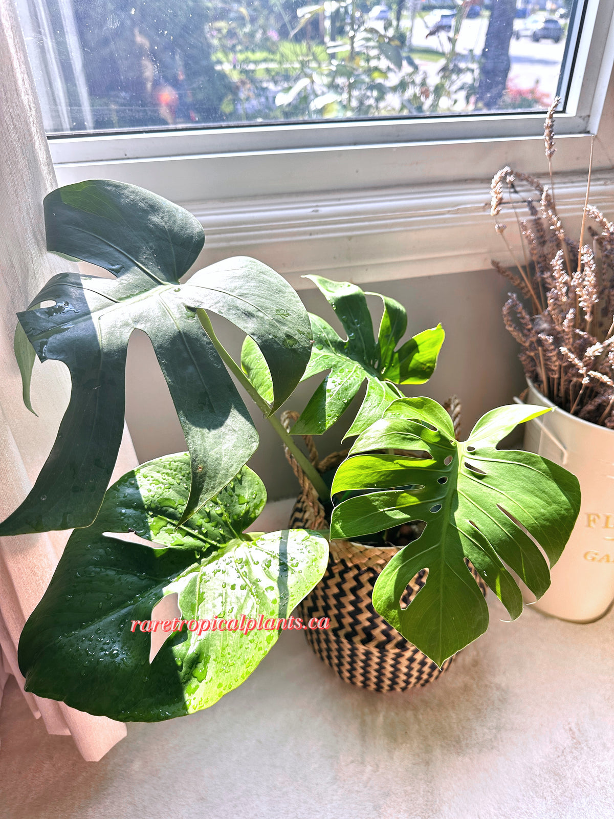 Monstera Compacta Culvitar