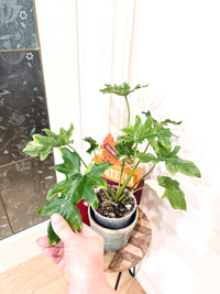 Philodendron Selloum Variegated