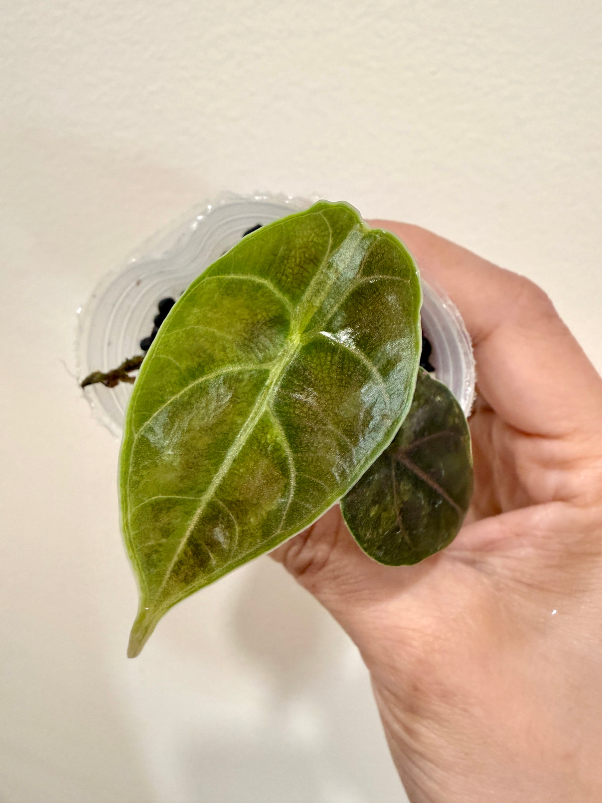 Alocasia Azlanii Aurea