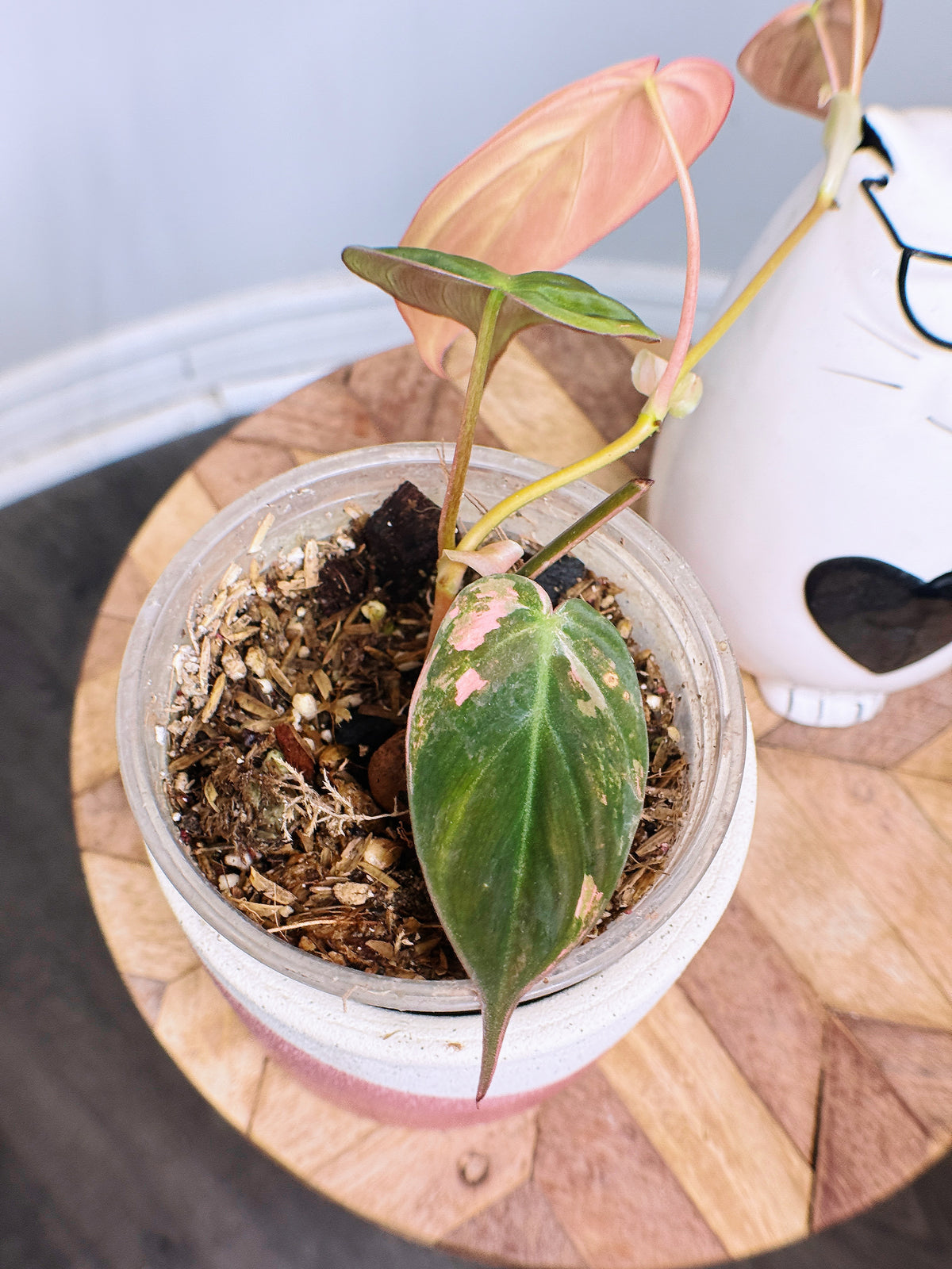 Philodendron Micans Pink