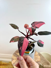 Philodendron Pink Princess Galaxy