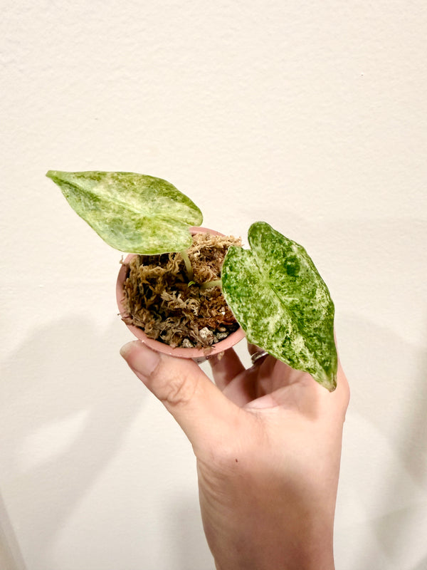 Alocasia Black Satun Stardust