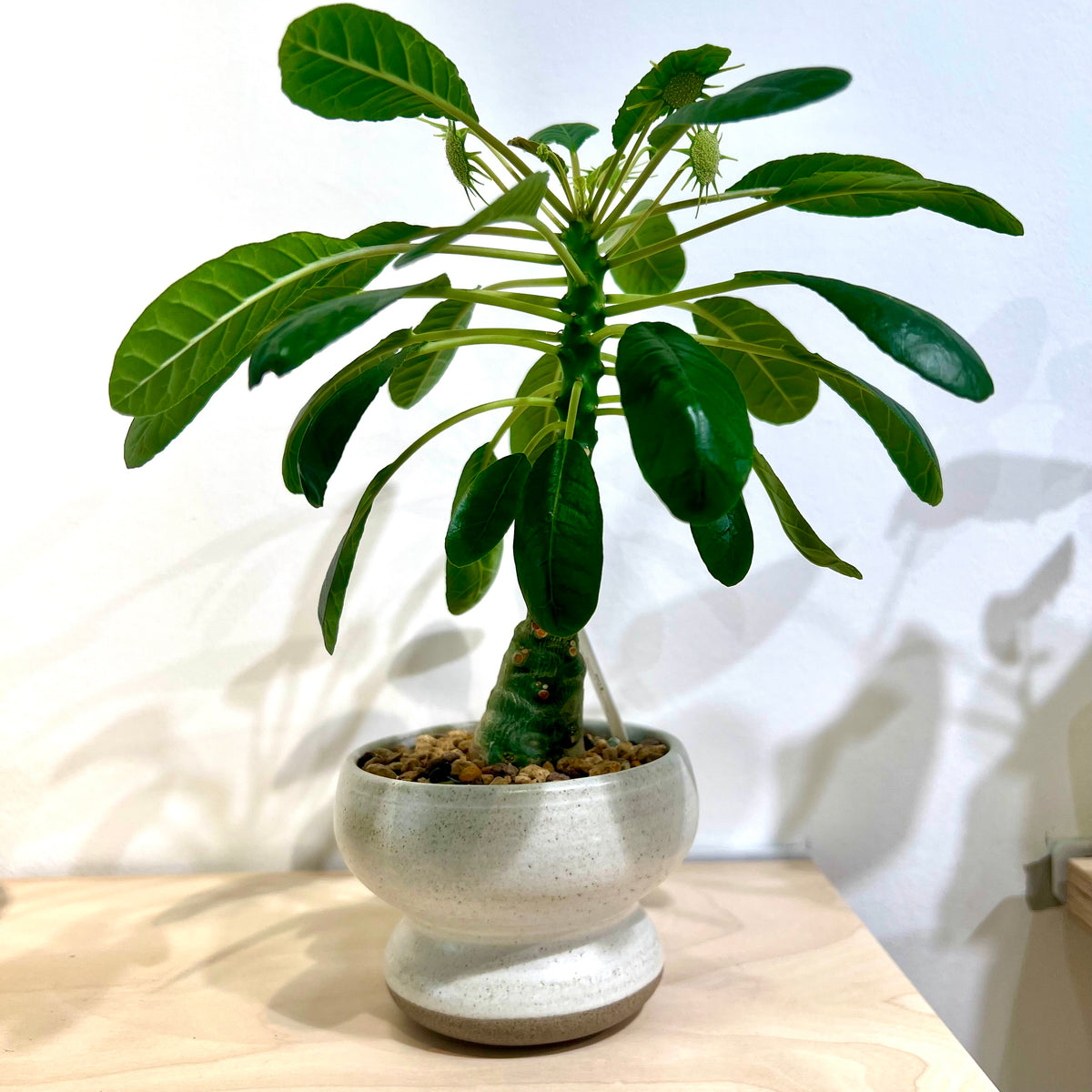 Dorstenia Foetida Green