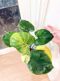 Homalomena Rubescen Tricolour