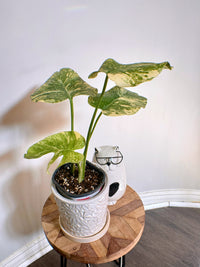 Monstera Legacy