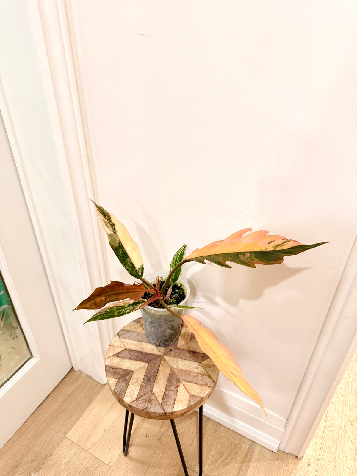 Philodendron Caramel Marble