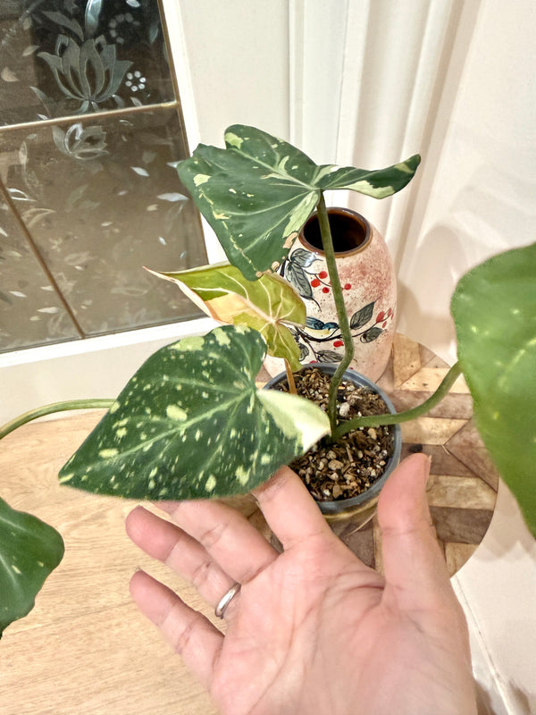 Philodendron Gloriosum Galaxy