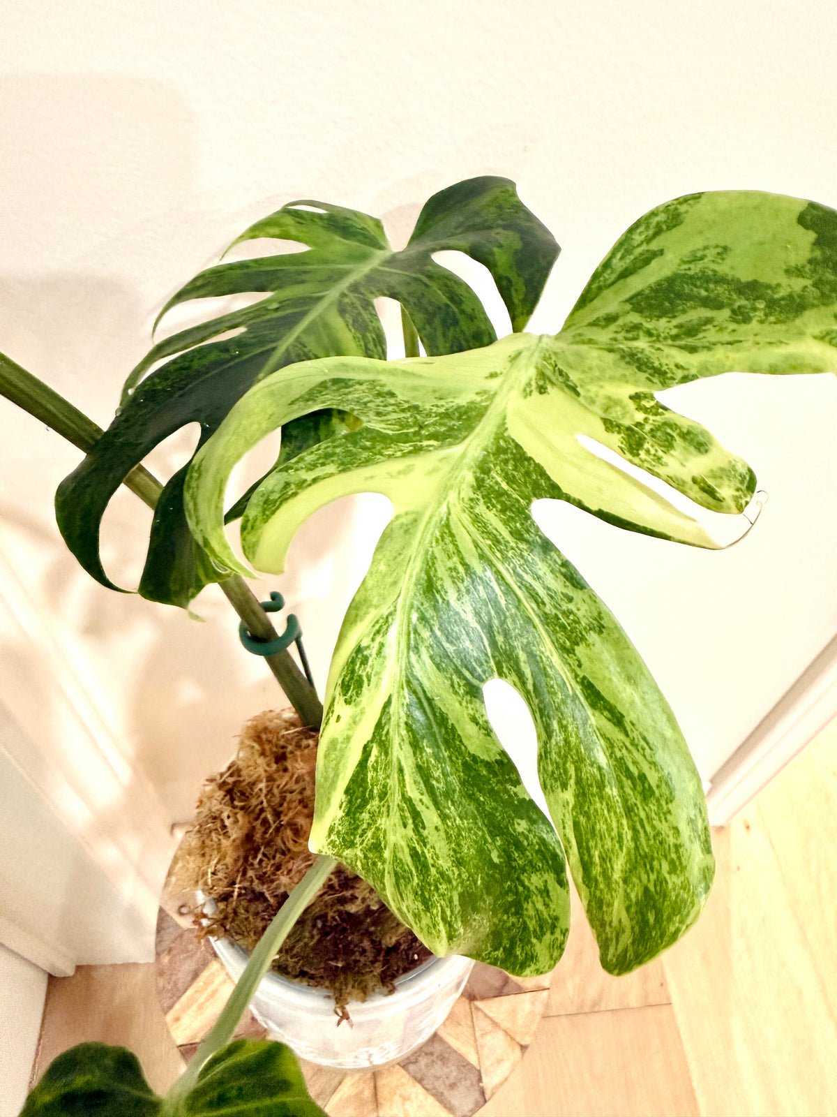 Monstera Ocean Mint Green Coral
