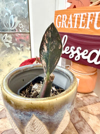 Pink ZZ Raven Plant Variegated