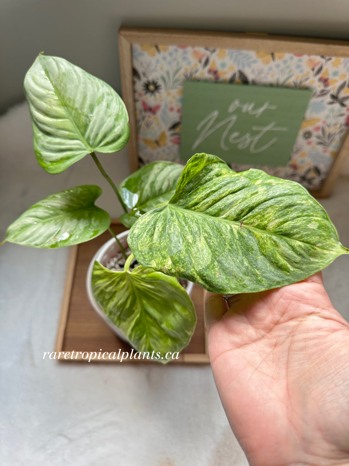 Philodendron Sodiroi Variegated