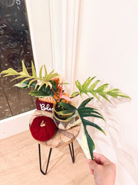 Philodendron Flobe x Tortum