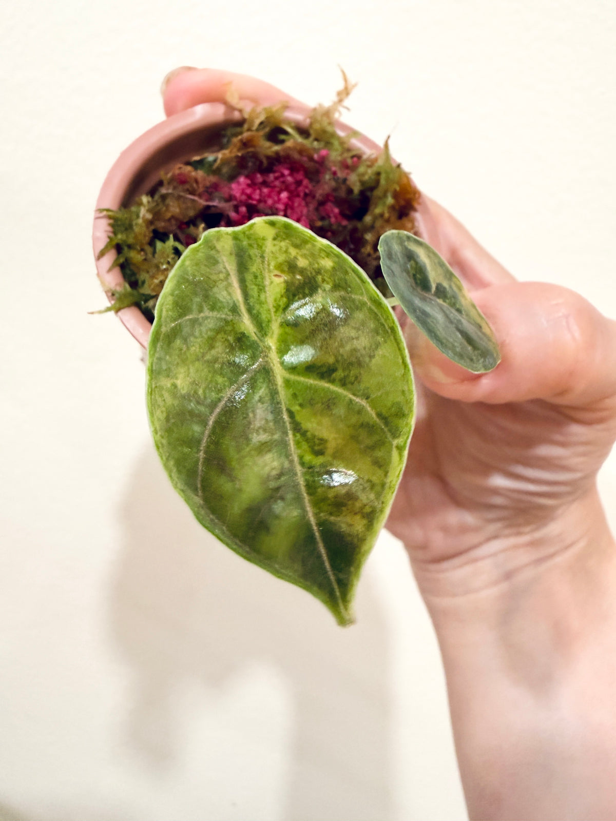 Alocasia Azlanii Aurea
