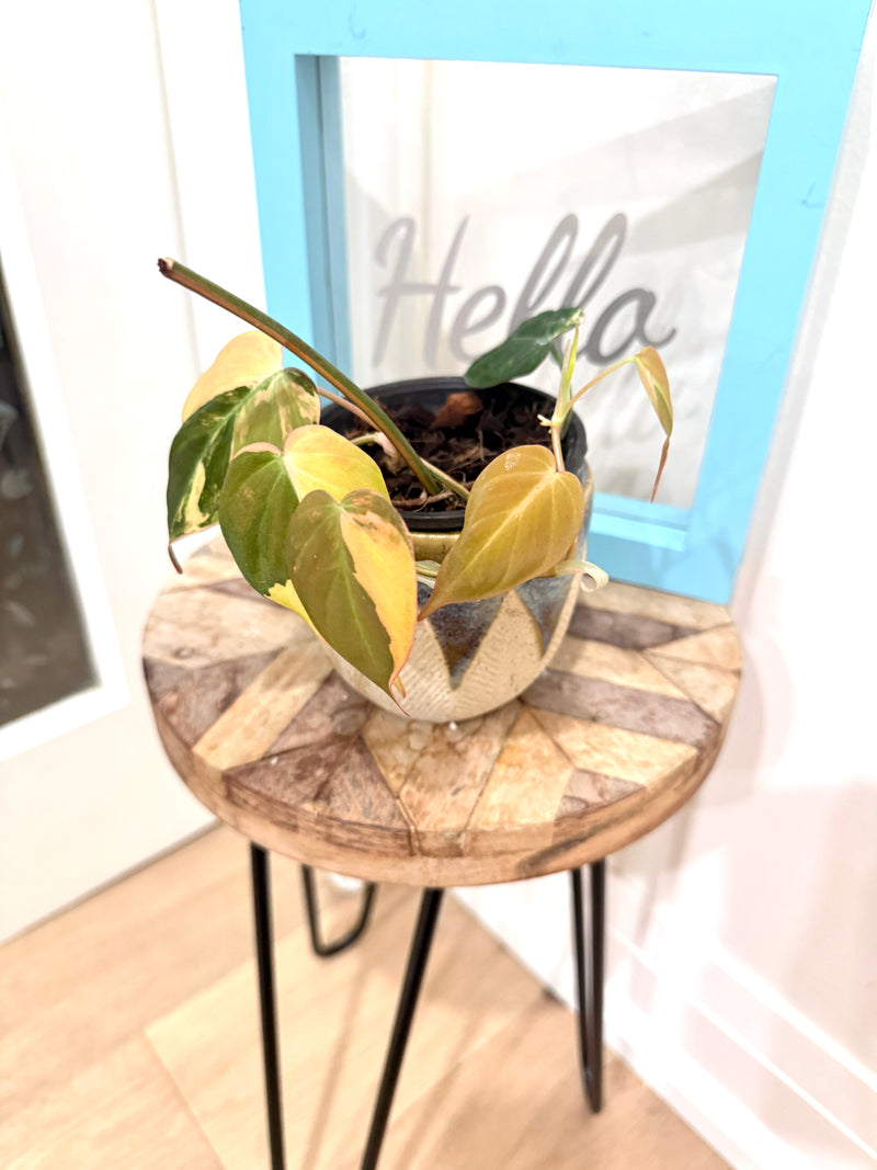 Philodendron Micans Variegated