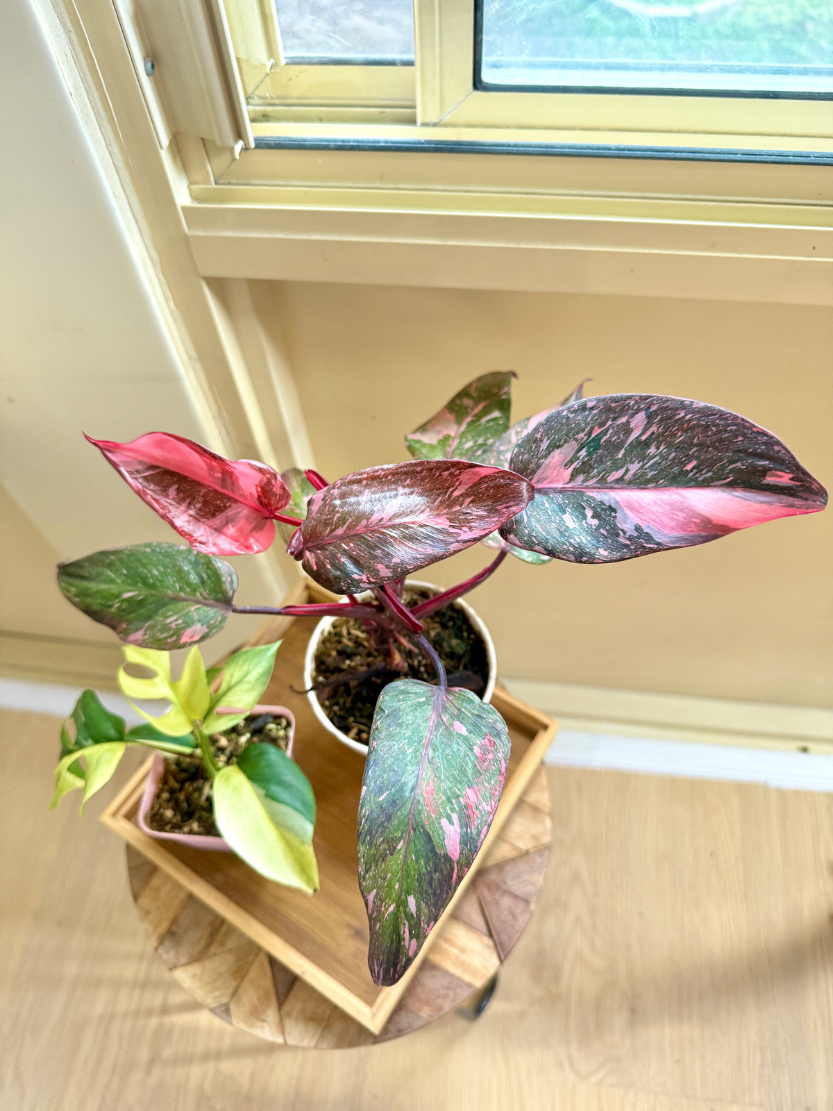 Pink Princess Galaxy & Tetrasperma Albo
