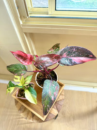 Pink Princess Galaxy & Tetrasperma Albo