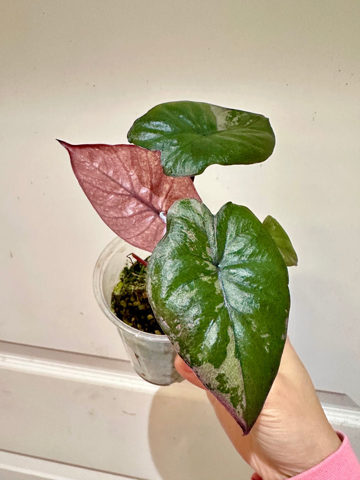 Alocasia Serendipity Variegated