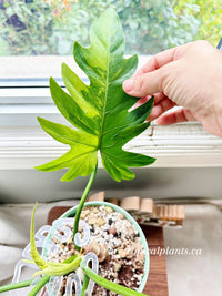 Philodendron Radiatum Variegated