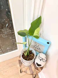 Monstera light lime
