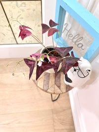 Oxalis Triangularis Variegated